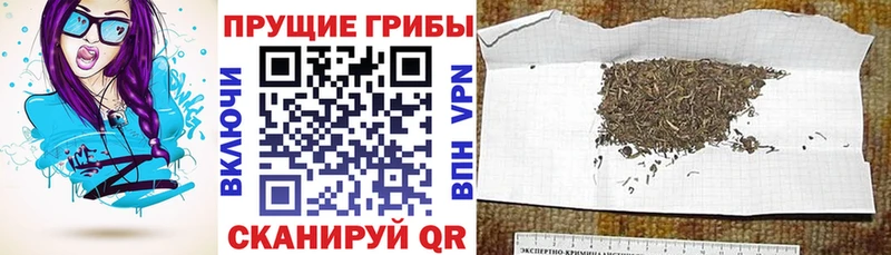 Галлюциногенные грибы Psilocybine cubensis  Холмск 